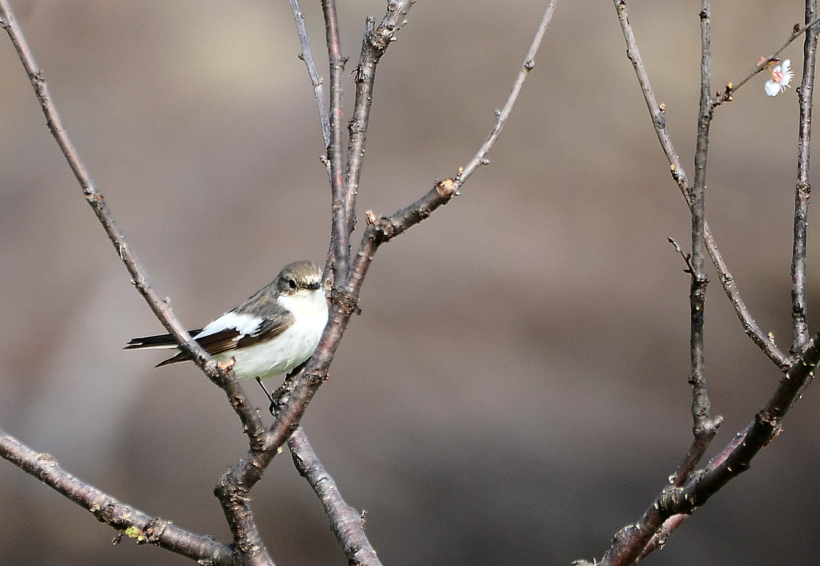 il Birdwatching al tempo del Covid 19